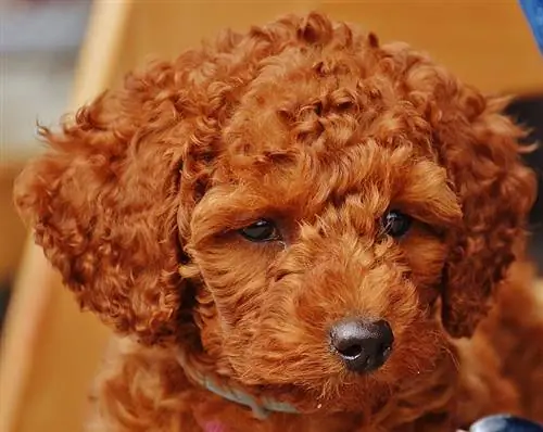 cucciolo di barboncino giocattolo