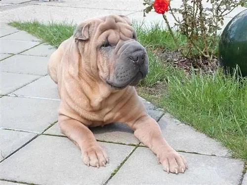 En Shar Pei-hund