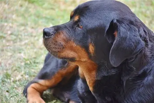 ጥቁር እና ዝገት rottweiler