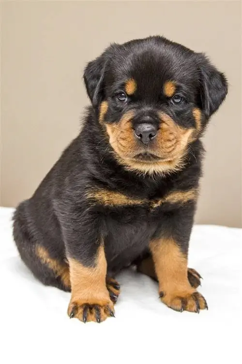 ጥቁር እና ቡቃያ rottweiler ቡችላ