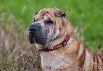 9 أفضل أطعمة للكلاب لـ Shar-Peis في عام 2023 - التعليقات & أفضل اللقطات