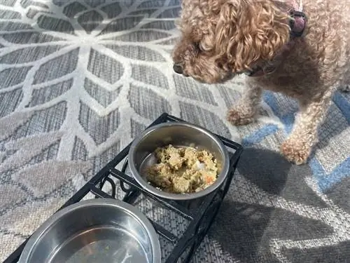 krøllete hund spiser fersk Ollie-hundemat opp av bollen