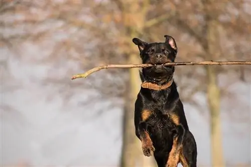 rottweiler skače