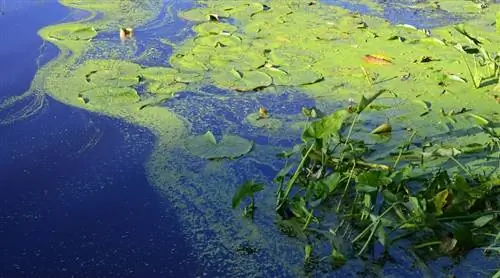 10 meilleurs algicides pour bassin & tueurs d'algues (sans danger pour les poissons) - 2023 avis et meilleurs choix