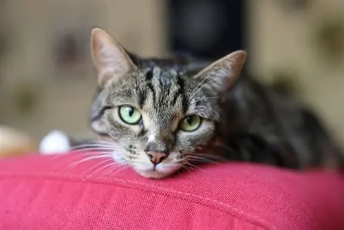 gato tirado en el sofá