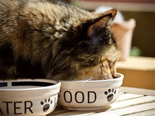 gatto che mangia dalla ciotola del cibo