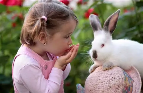 Lapin de l'Himalaya