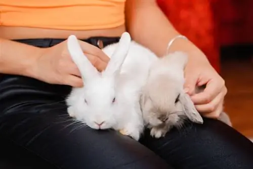 close-up van twee hase, 'n loper en 'n albino sit op die skoot van die gasvrou