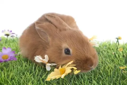 Jeune lapin fauve de Bourgogne sur l'herbe en face de fond blanc