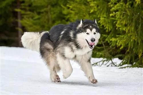 Um cachorro Malamute do Alasca correndo na neve