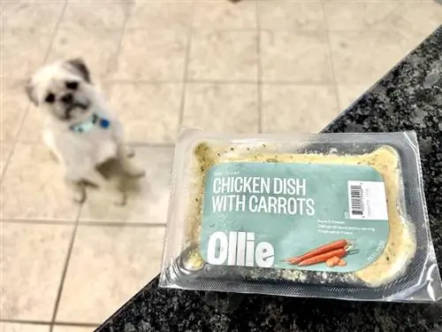 Prato de frango Ollie com comida de cachorro fresca de cenoura no balcão com cachorro branco fofo esperando