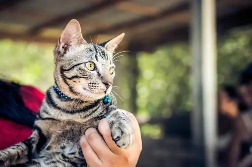 kucing yang diambil di tempat perlindungan