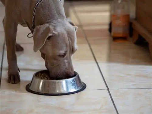 10 meilleurs aliments pour chiens pour pitbulls chez PetSmart - 2023 avis &