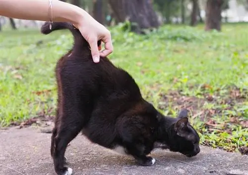 proprietario che gratta la coda del gatto