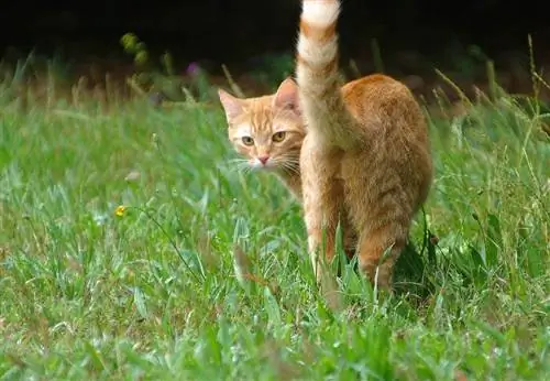 Ingefära katt höjer sin rumpa