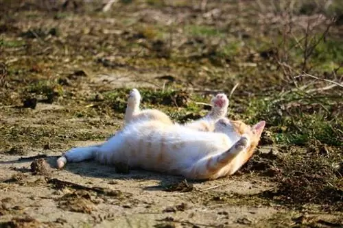 chat allongé sur le sol