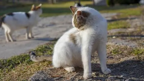 chat blanc léchant son corps