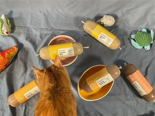 Um gato malhado olhando várias receitas de comida fresca para gatos Smalls