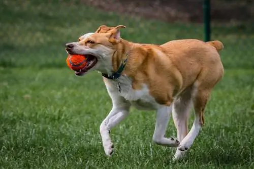 Red Heeler spielt Fetch