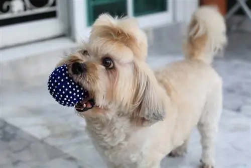 Anak anjing Shih Tzu membawa bola biru di mulutnya