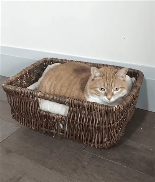 DIY_Basket_Cat_Bed_Thrift_Store_Upcycle_Challenge