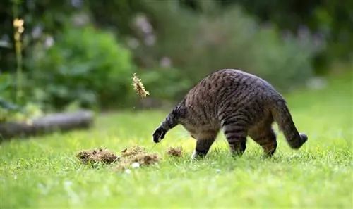 Mengapa Kucing Terkadang Mengubur Makanannya? 6 Alasan Untuk Perilaku Ini