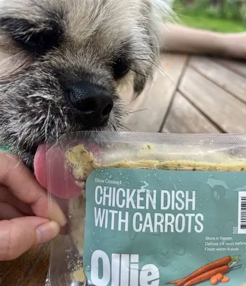 primo piano del cane lanuginoso bianco che lecca la ricetta del pollo del cibo per cani di Ollie