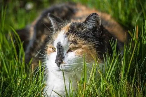 kucing kulit penyu di rerumputan