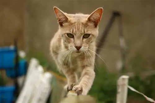 Hoekom sê ons dat katte 9 lewens het? Historiese verduideliking ondersoek