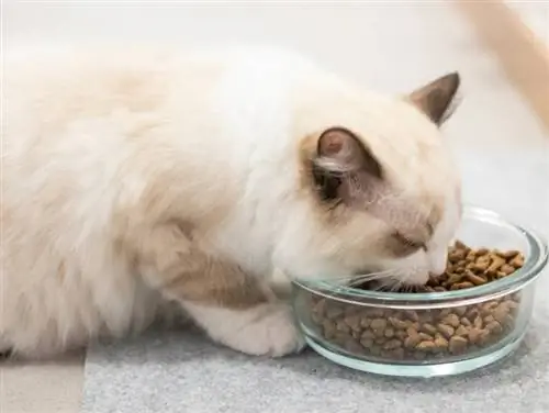 ragdoll cat ուտում է կատվի կեր