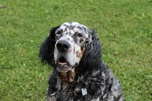 engelsk setter