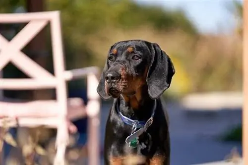 Coonhound preto e castanho