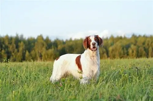 Setter irlandês vermelho e branco