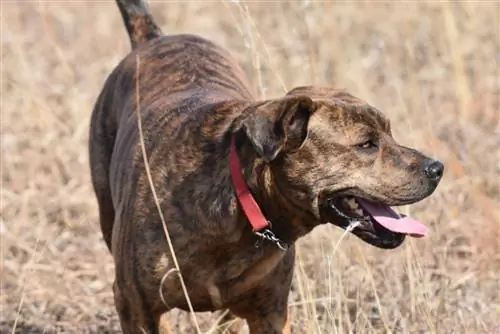 Qen Brindle Mountain Cur