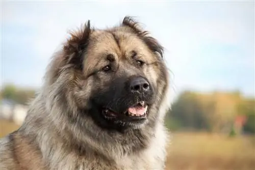 Caucasian Shepherd Aub (Ovcharka): Info, Pics, Puppies, Facts & Yam ntxwv