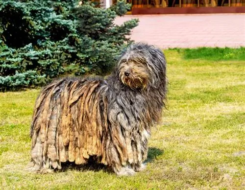 Un perro bergamasco se para sobre la hierba verde