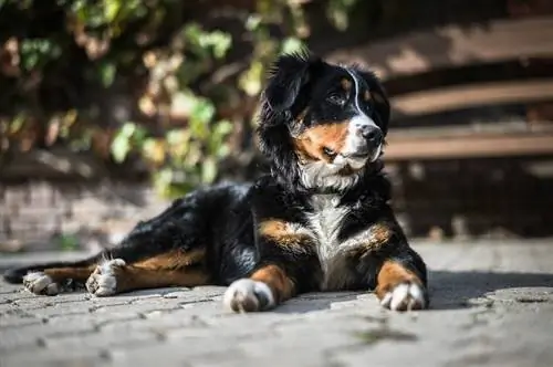 Perro de montaña de Bernese