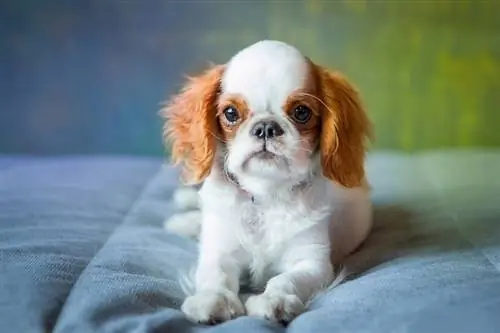 English Toy Spaniel na nakahiga sa kama