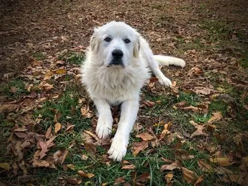 Malaking Pyrenees na nakahandusay sa lupa