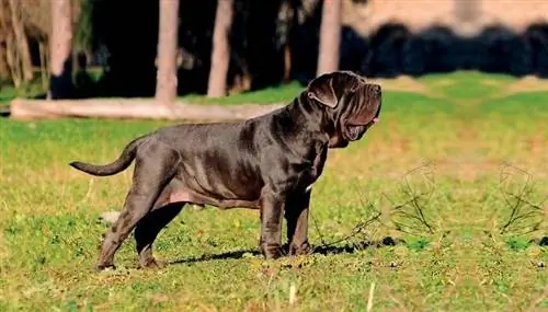 Neapolitan Mastiff