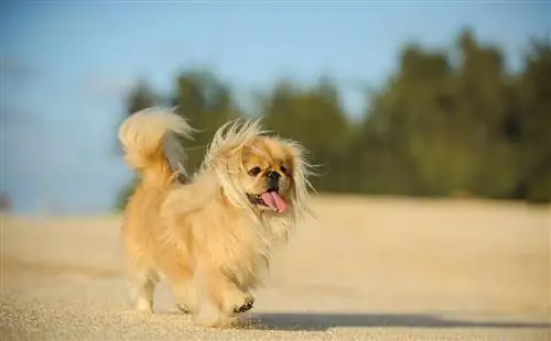 pekingese stap