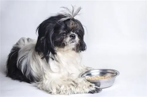 hunderase shih tzu _ncikname_shutterstock