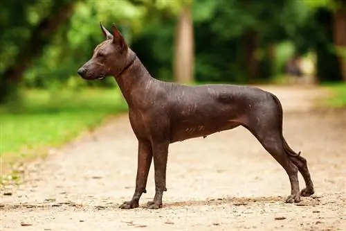 Xoloitzcuintli ჯიშის ერთი ძაღლის ჰორიზონტალური პორტრეტი_TatyanaPanova_shutterstock