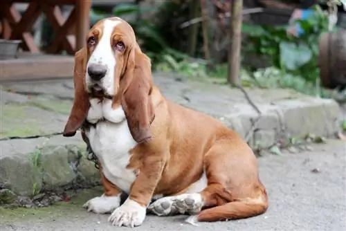 Isang Basset Hound na nakaupo