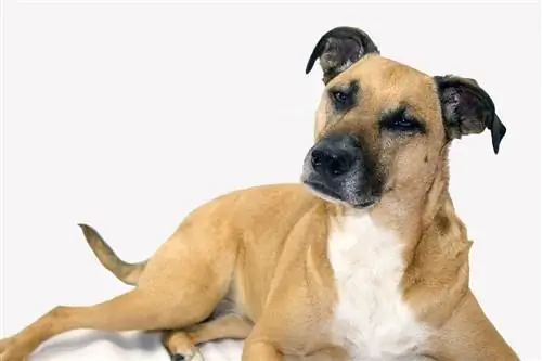 Black Mouth Cur Informazioni sulla razza del cane: immagini, temperamento & Tratti