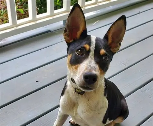 Mountain Feist Dog: Cins Məlumatı, Şəkillər, Temperament & Xüsusiyyətlər