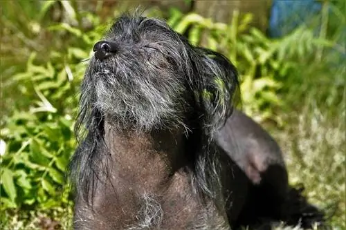 Hvorfor kan hunde lide at ligge i solen? Hvad du behøver at vide