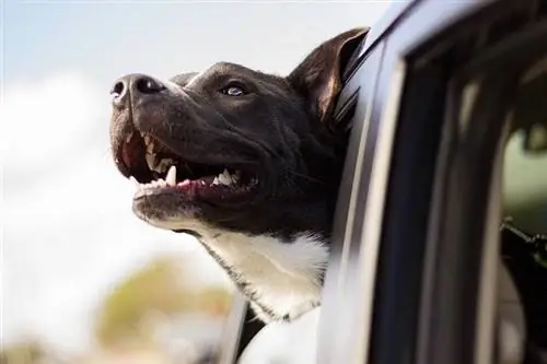 chien à l'intérieur de la voiture