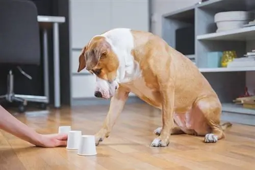 chien jouant au jeu de coquillages