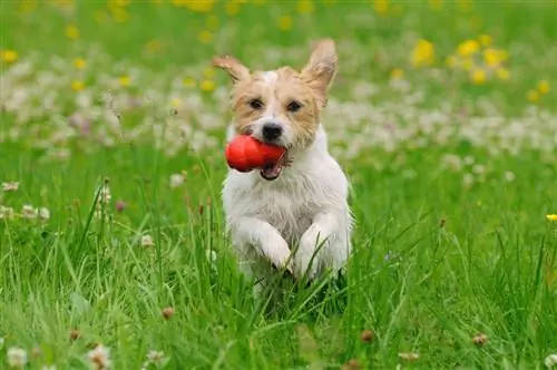 terriër met rode kong die buiten speelt